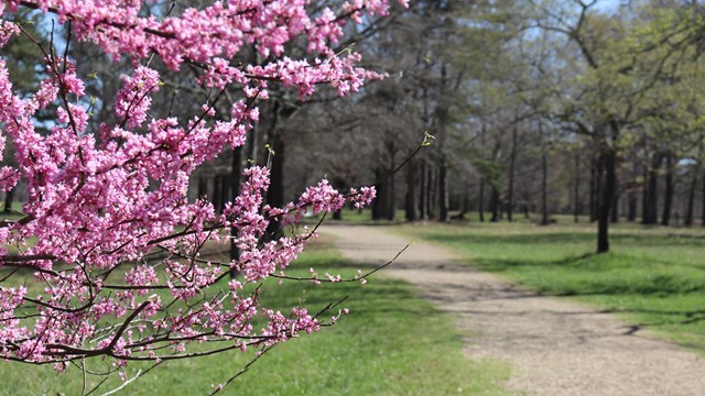 Budding tree in foreground of dirt road